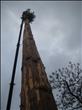 Maibaum 2010